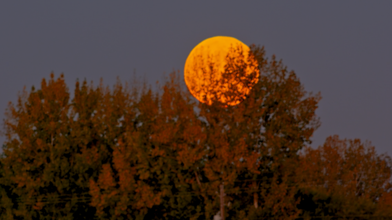 Harvest moon to rise for the beginning of fall this week