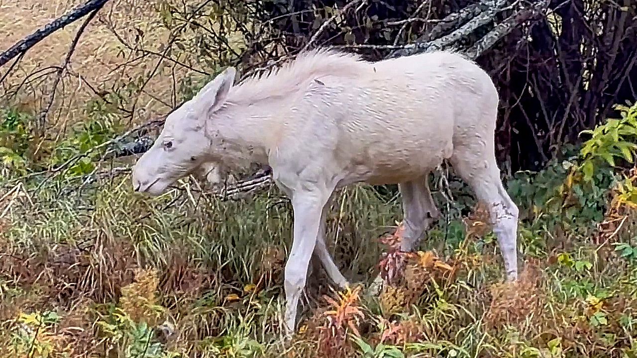 Rare white moose captured wandering through Swedish wilderness