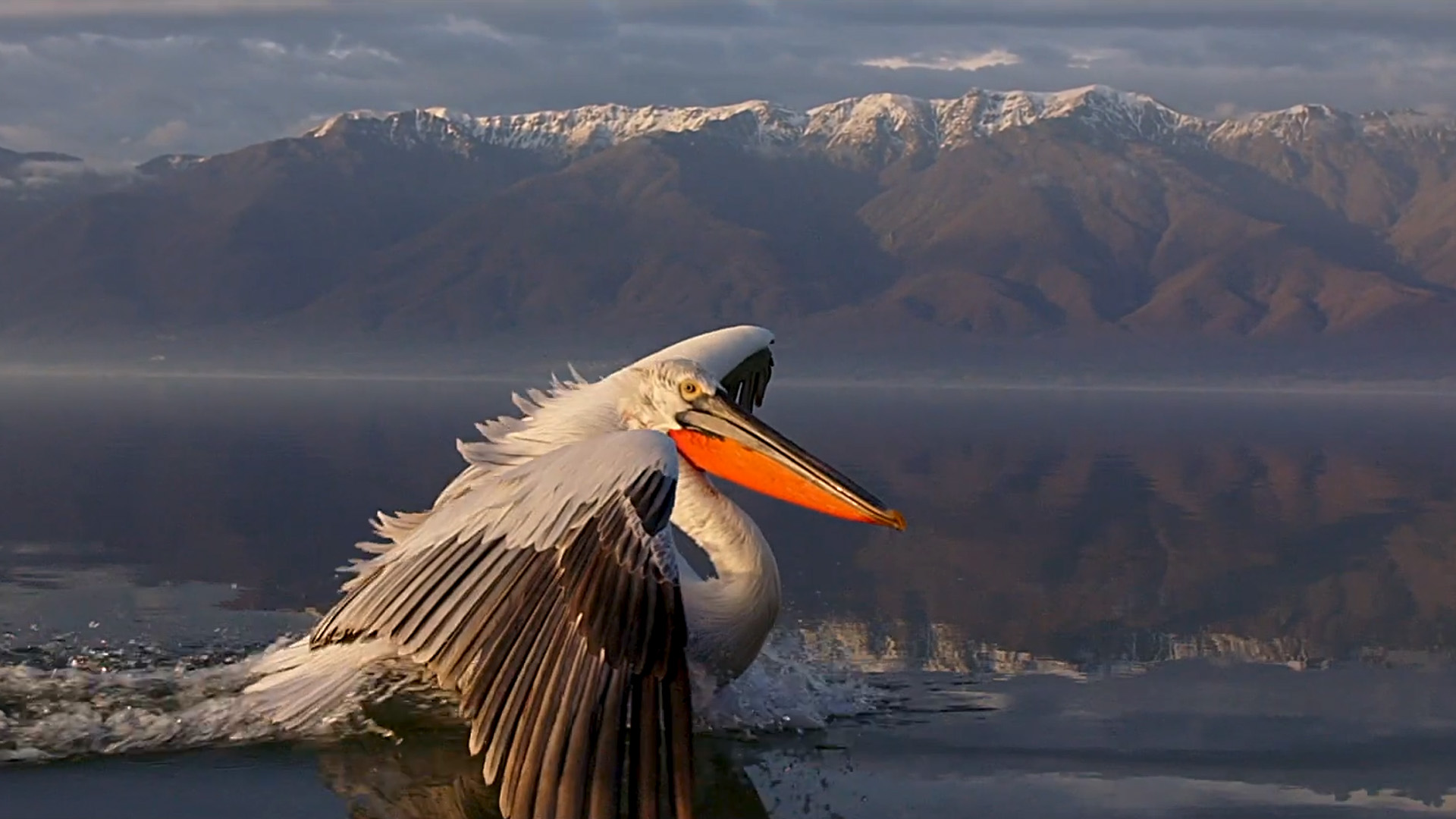 cinematic-wildlife-videography-and-nature-showcase