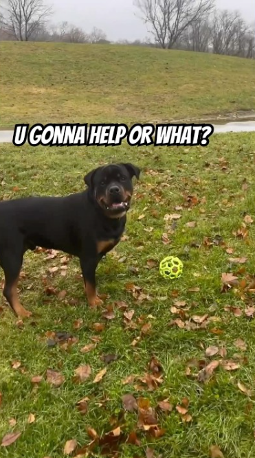 Rottweiler puppy goes wild over crazy ball