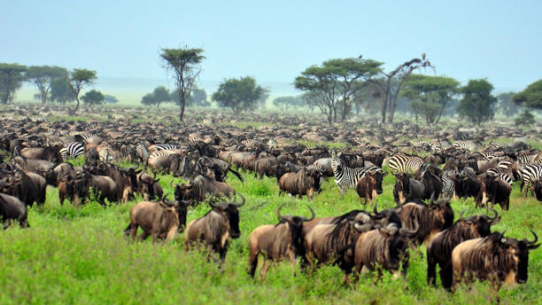 Safari Serengeti ở Tanzania. Ảnh: Tanzania Safari