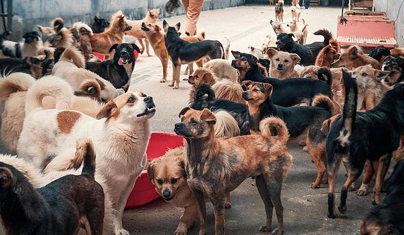 vet-settles-debate-on-5-best-dog-breeds-with-one-always-devoted-to-owners