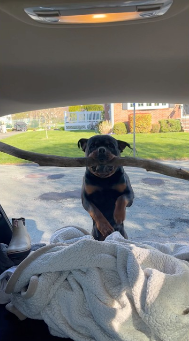 Rottweiler refuses to go without favorite toy