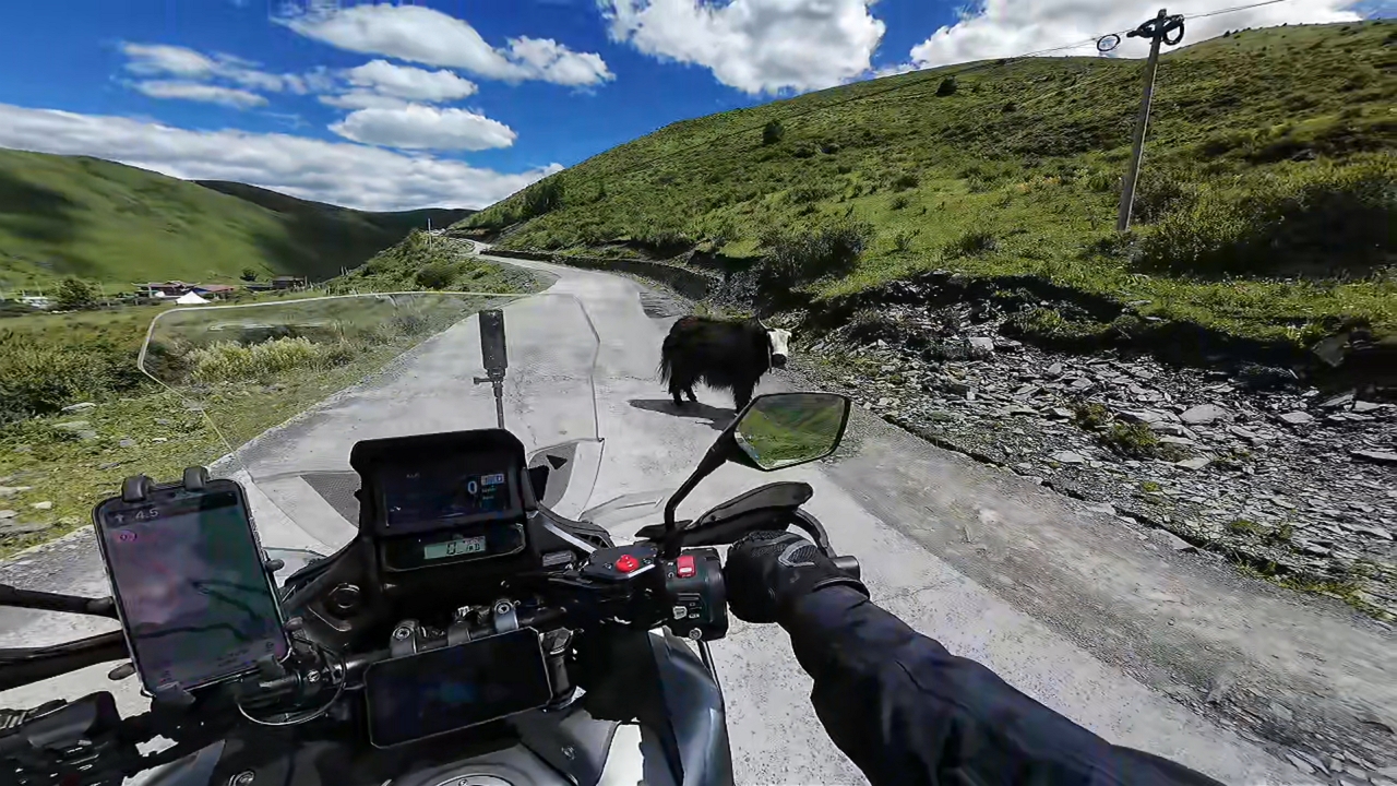 Yak stops on hillside road as motorcycle approaches in Sichuan