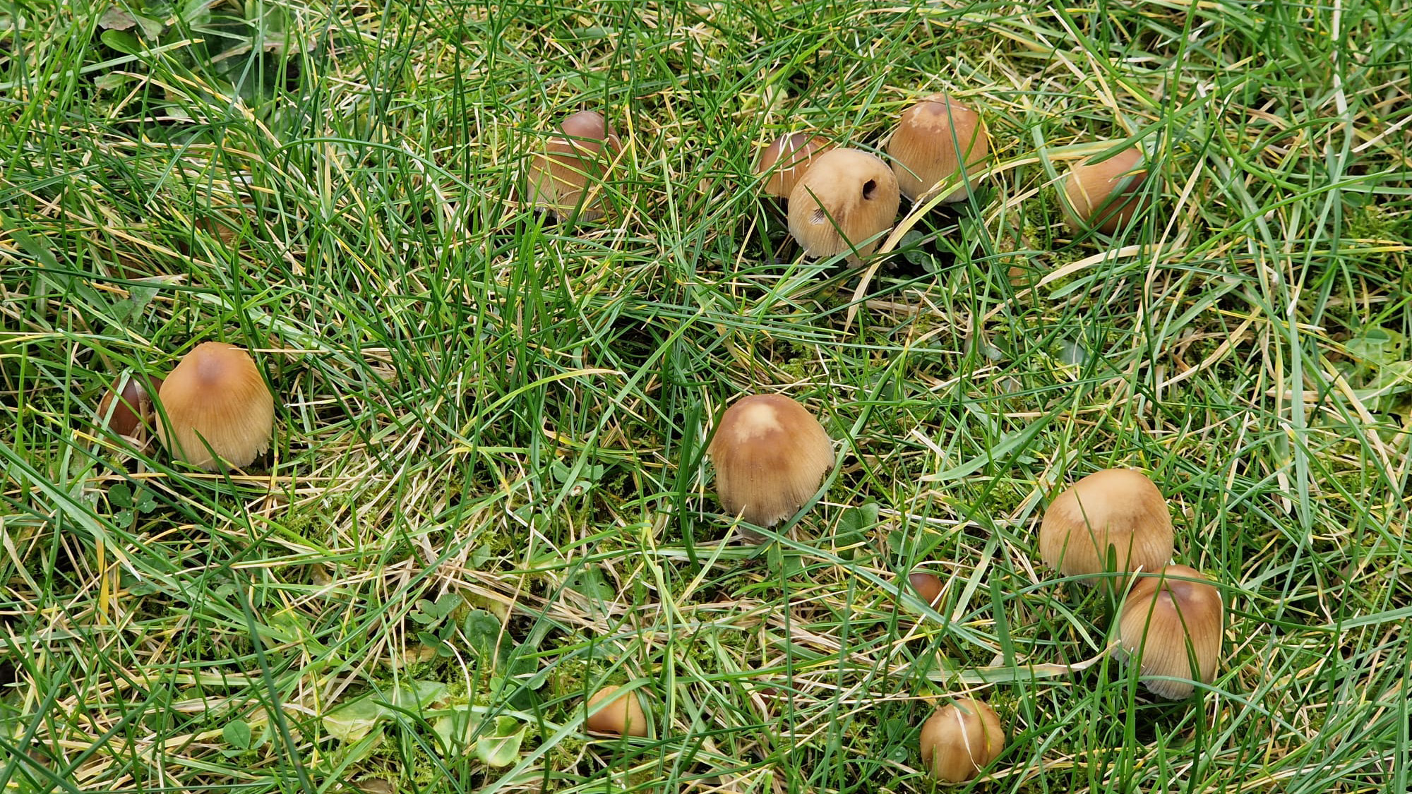 How to get rid of mushrooms in your lawn