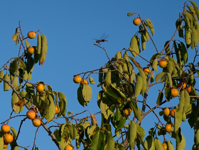 From Lake Thunderbird to city parks, new trails to explore in OKC this fall