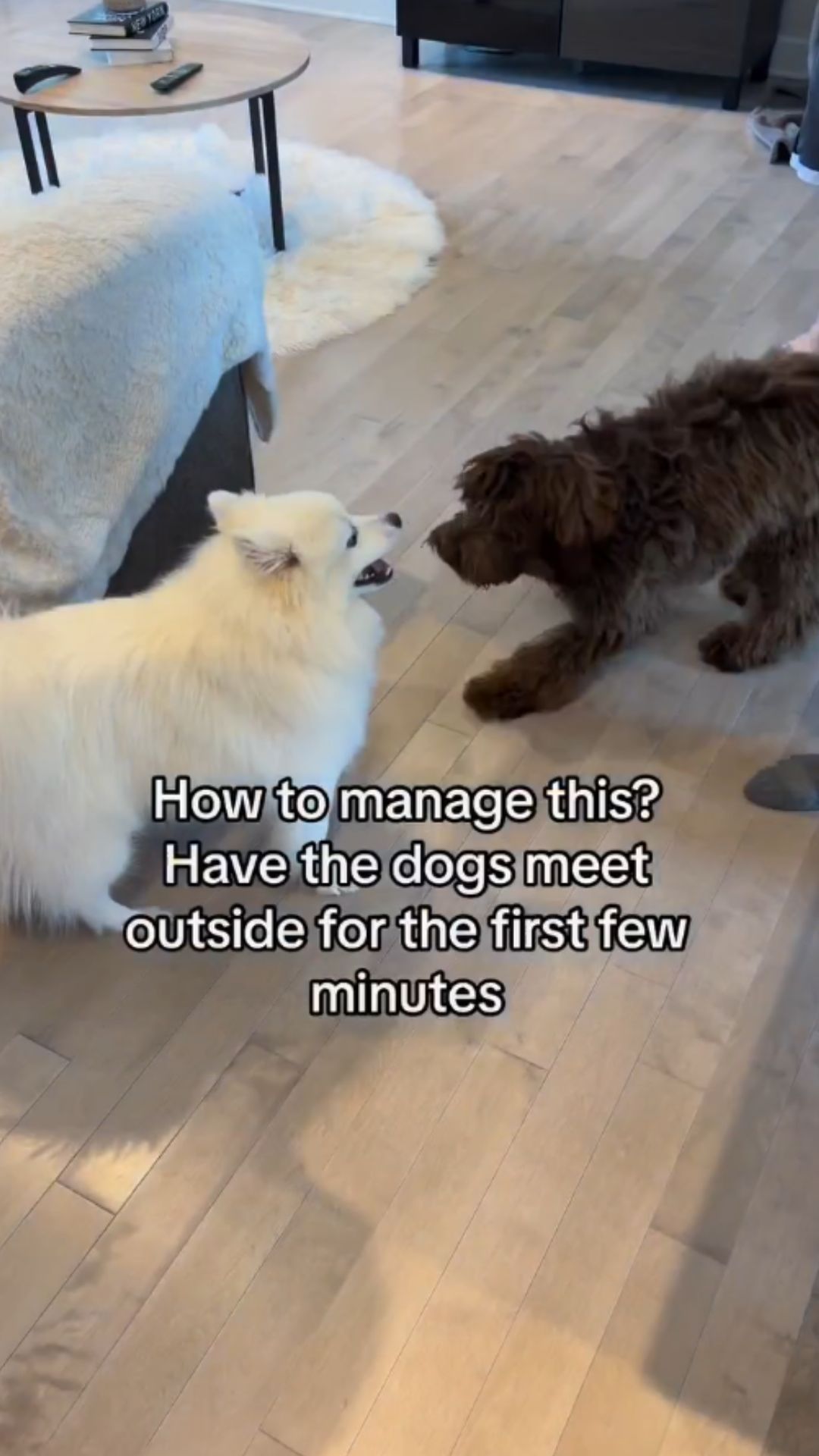 Dog behavior insights behind territorial reactions