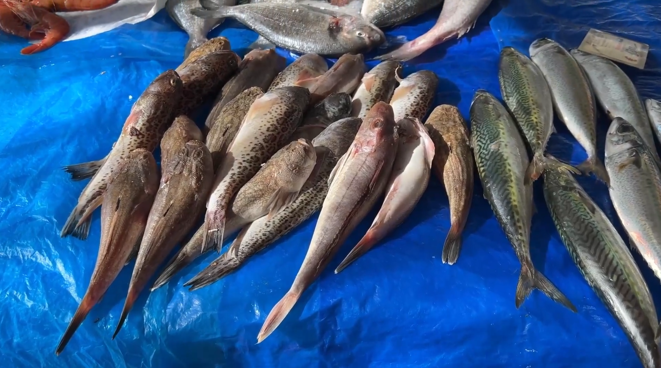 Inside a traditional fish market in Italy