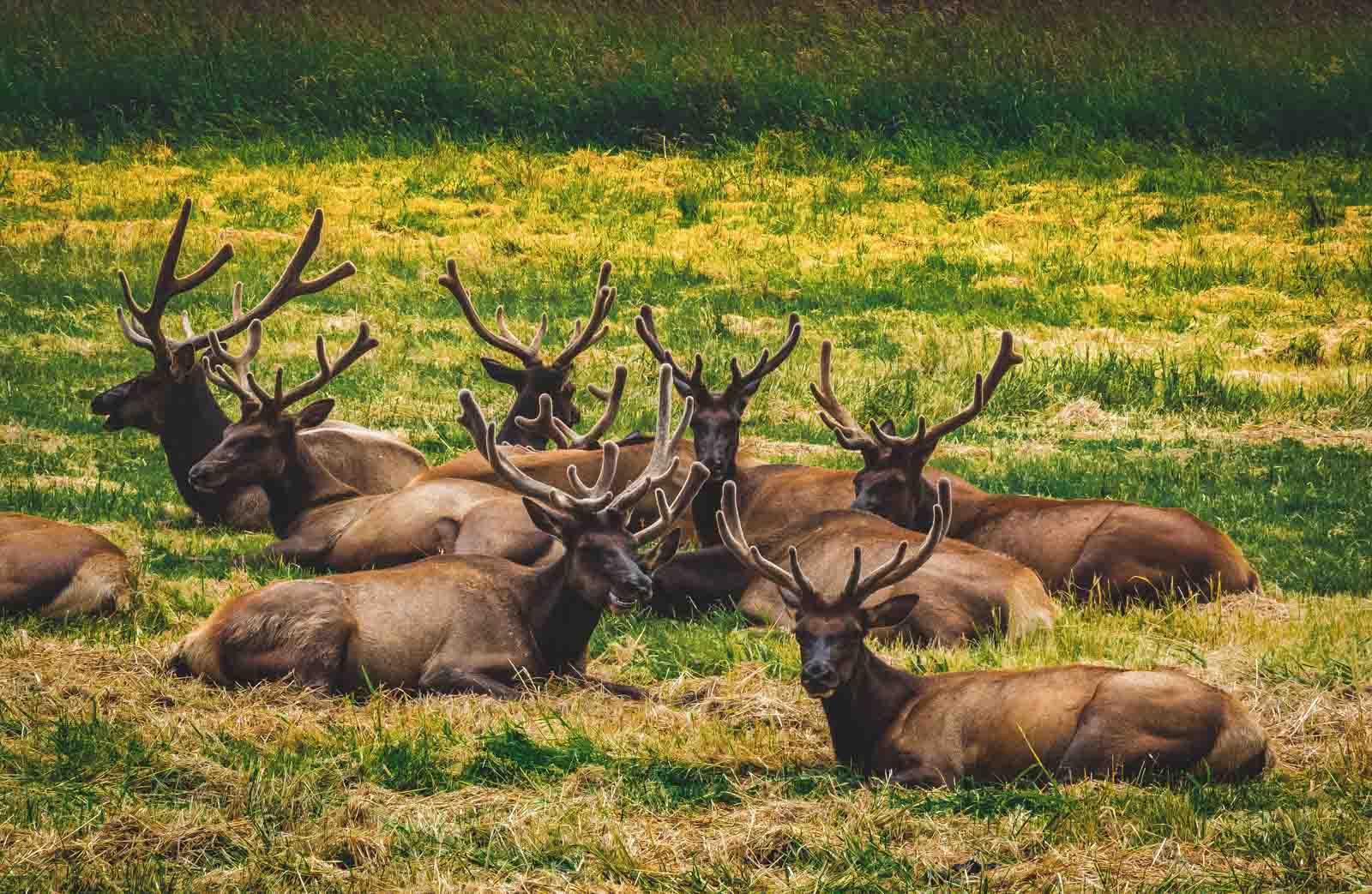 This Oregon elk herd never actually leaves its roadside pasture, and ...