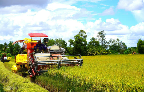 Lúa sau khi thu hoạch được doanh nghiệp bao tiêu, không lo đầu ra. Ảnh: Chúc Ly
