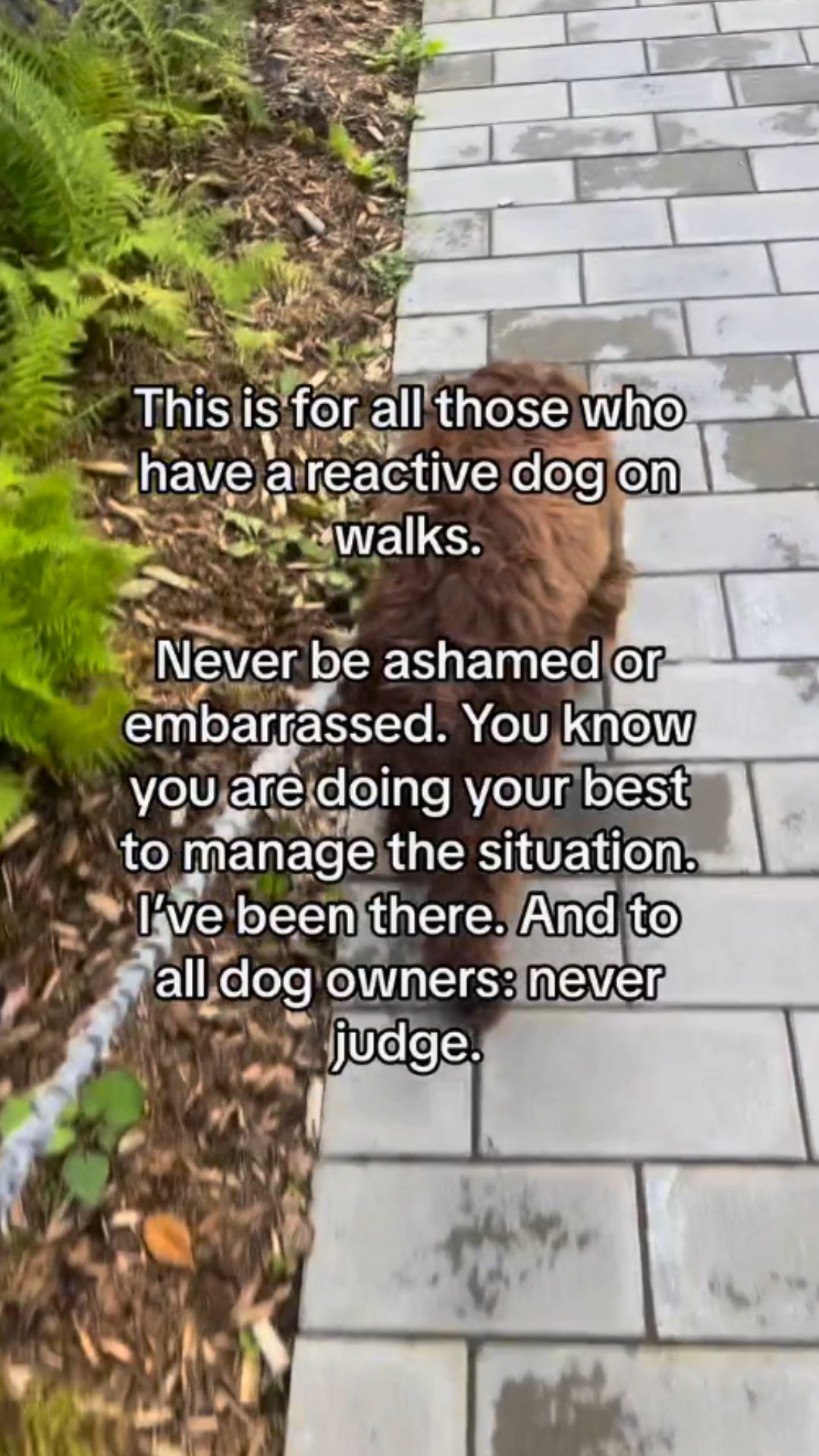 Dog walking tips for managing reactive behavior