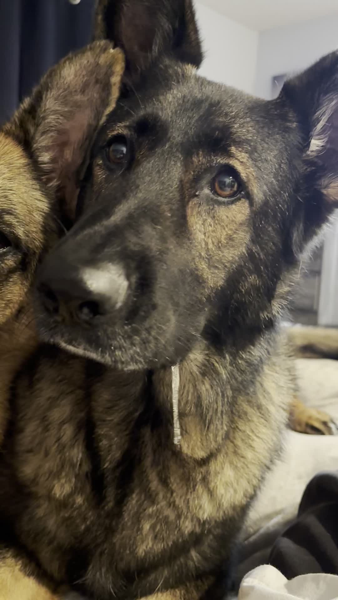 Things got a little messy in bed with this dog