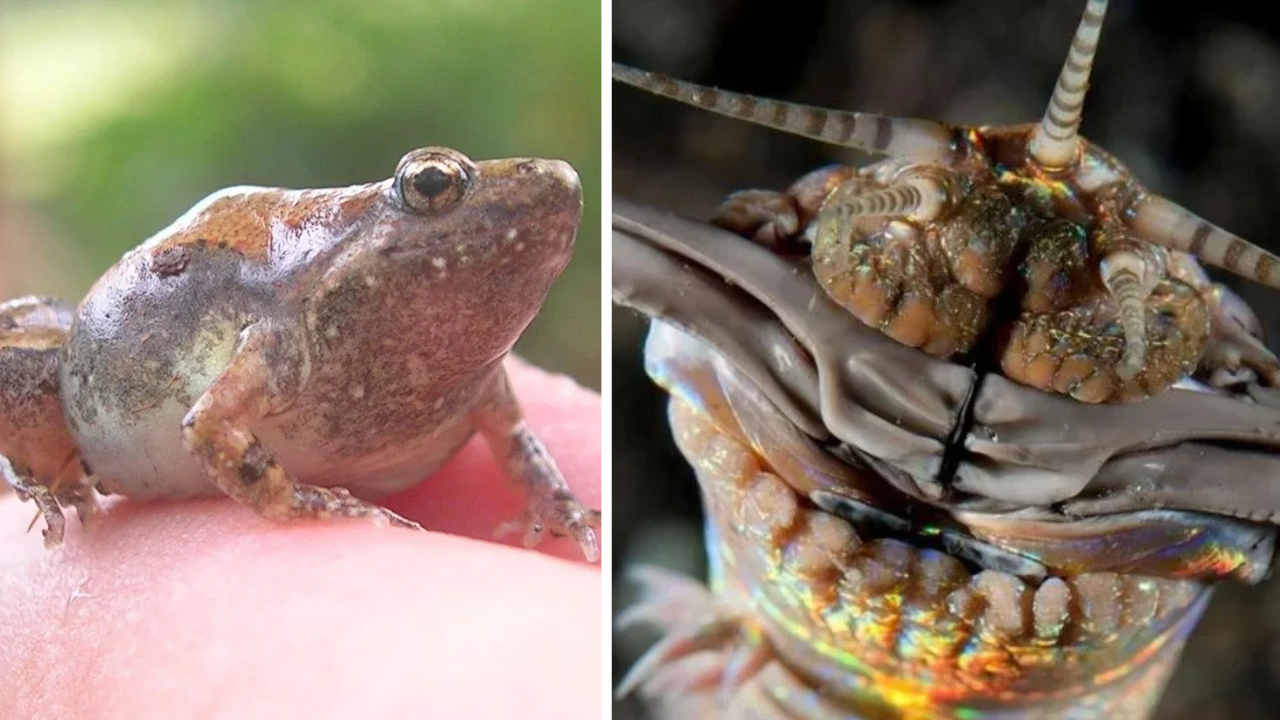 30 wild new animal species scientists recently discovered