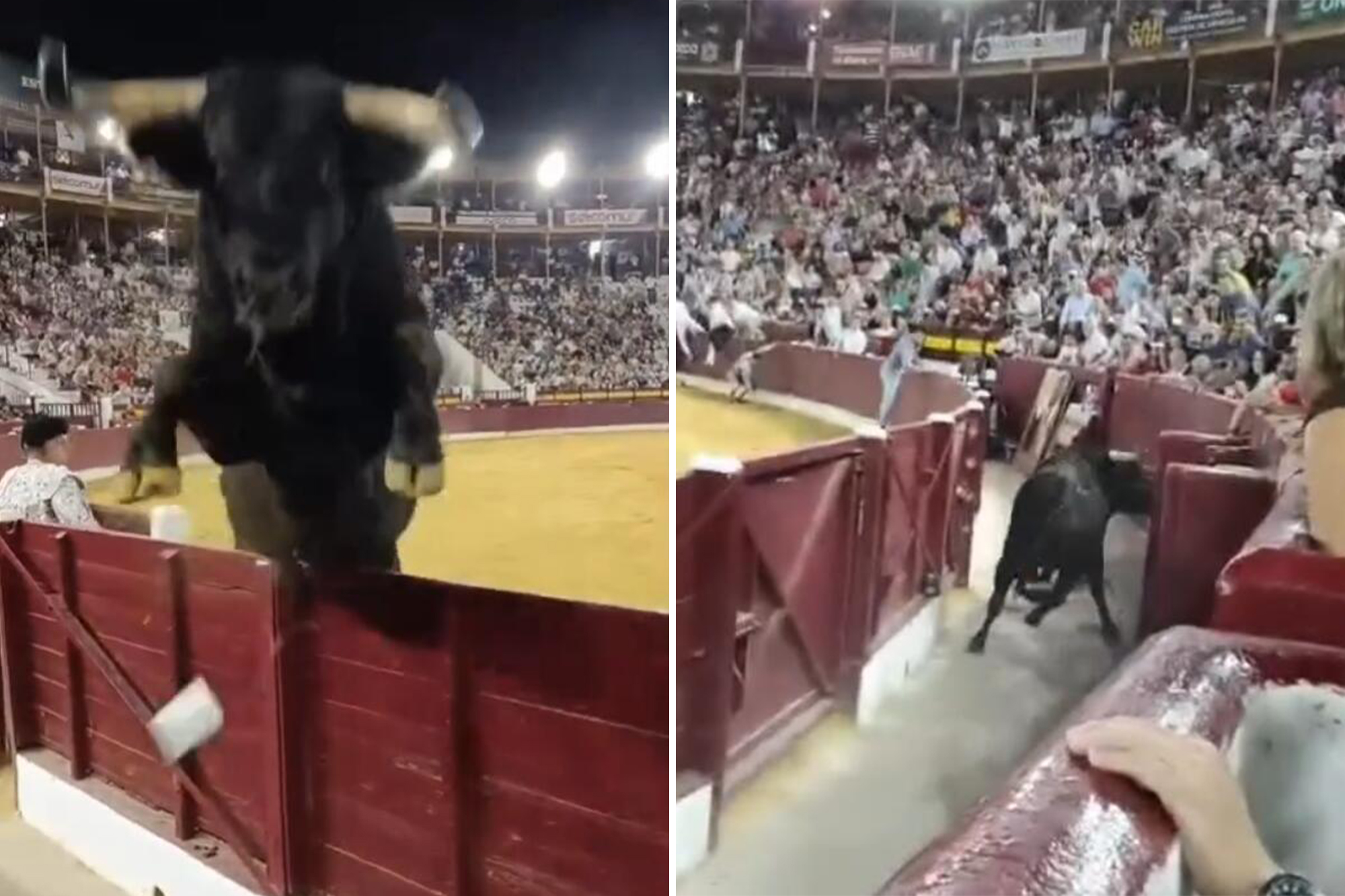 Terrifying moment 1,100-pound bull leaps over barrier and almost gores ...