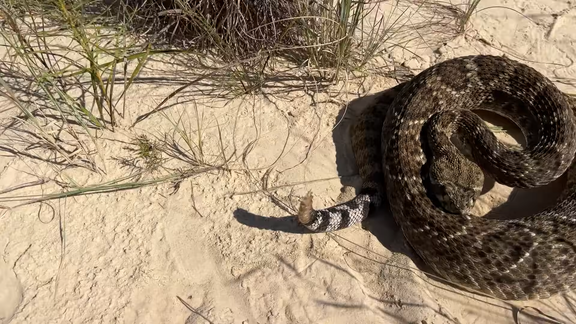 He put rattlesnake venom into human blood then looked under the microscope
