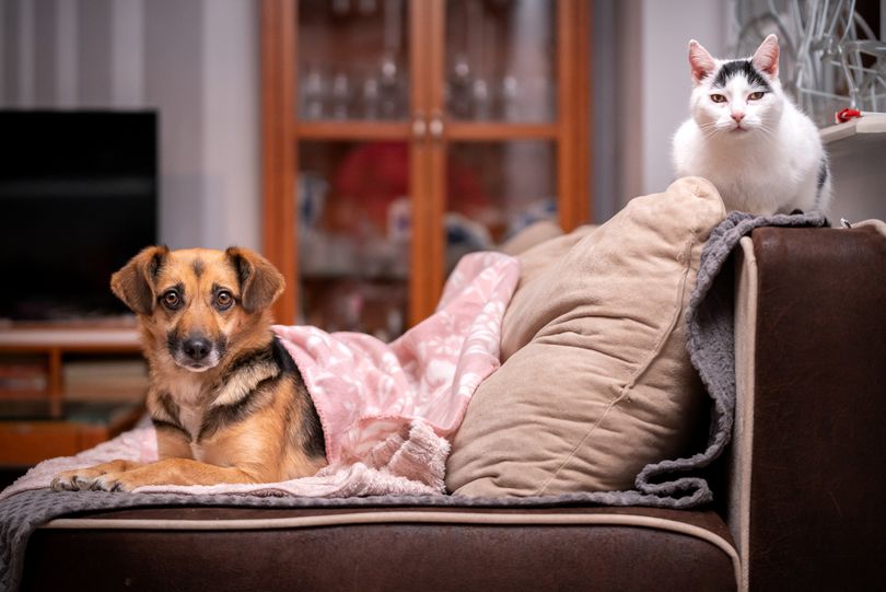 Vet's simple walking habit that can tire a dog out faster than a long walk