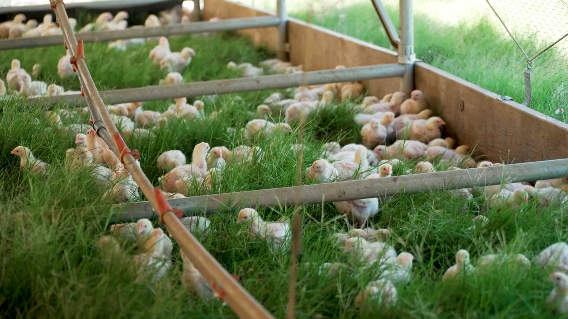 Daybreak visits Von Miller's Greener Pastures chicken farm