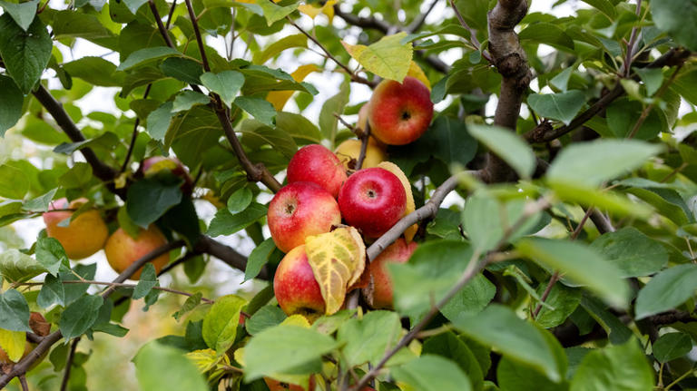 The easy way to tell if the apples in your tree are ripe and ready to pick