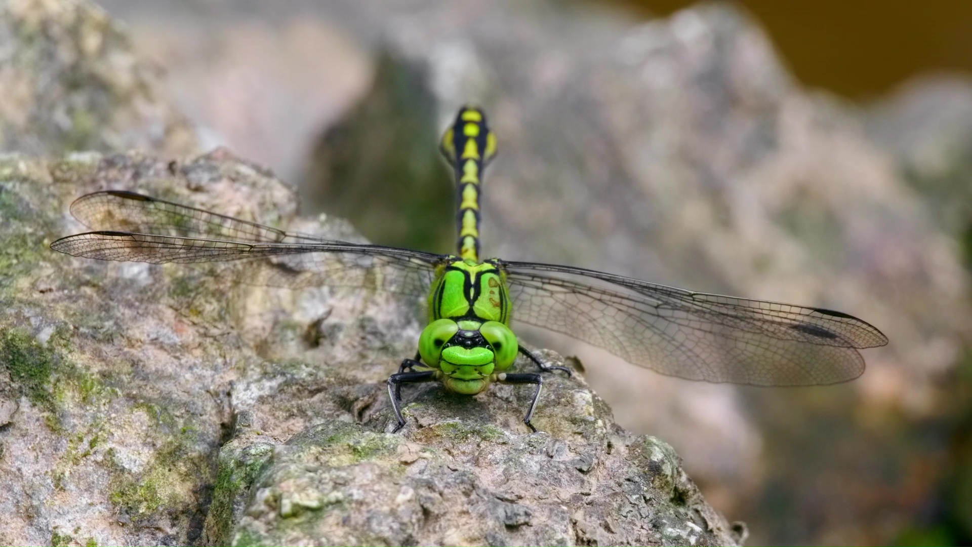 Rare close up reveals a dragonfly’s huge eyes