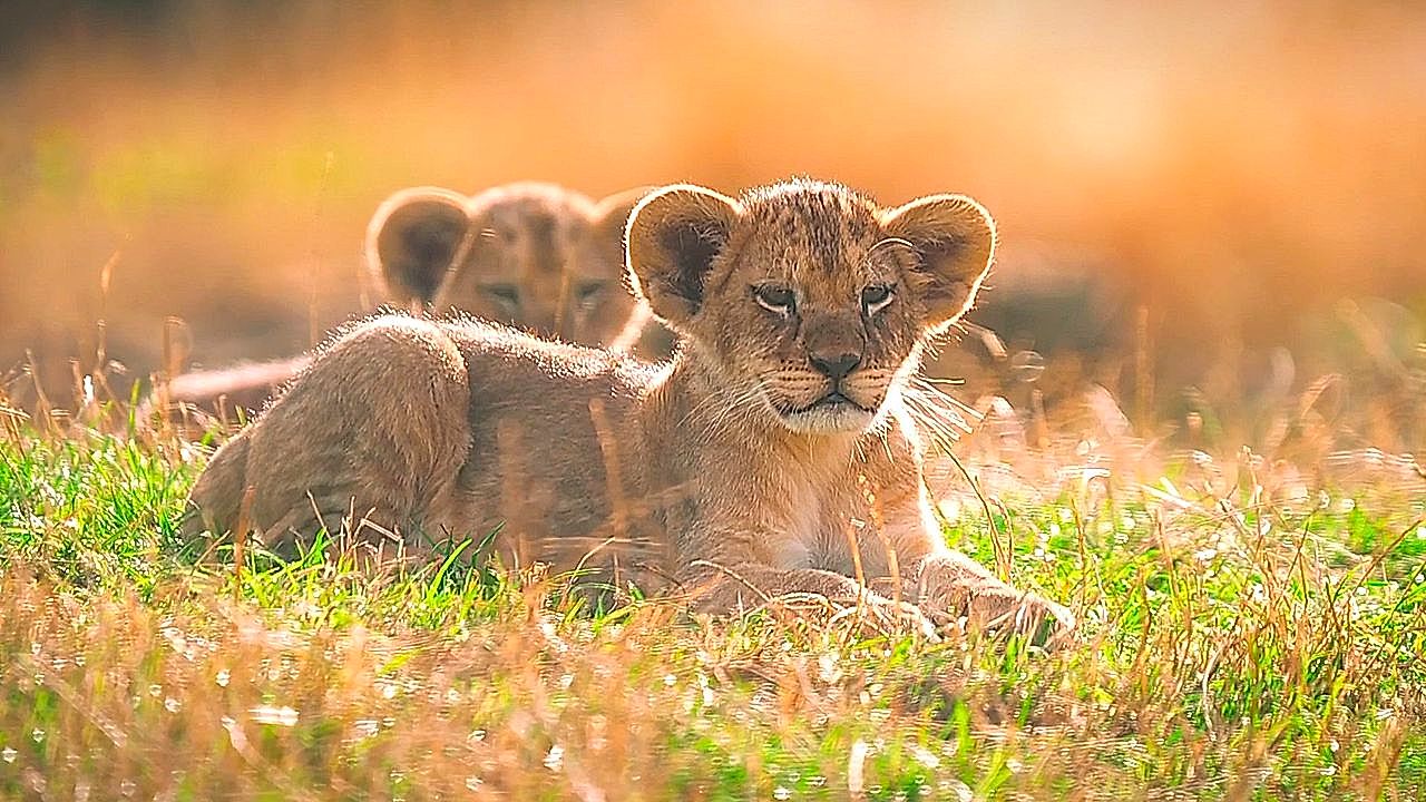 Five rare lion cubs take their first steps outside at Whipsnade Zoo