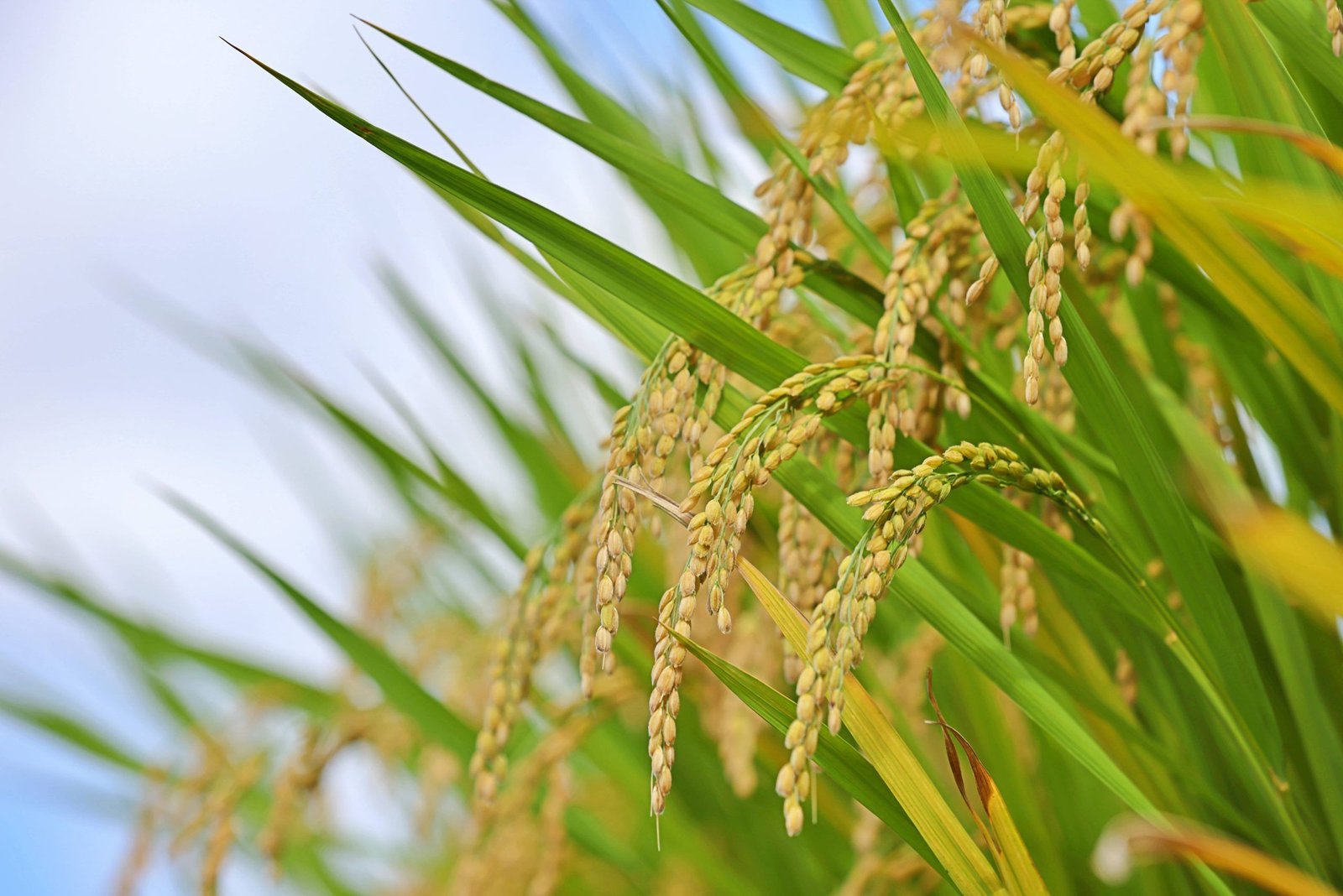 Longping high-tech rice variety sets new super-rice yield record at 18. ...