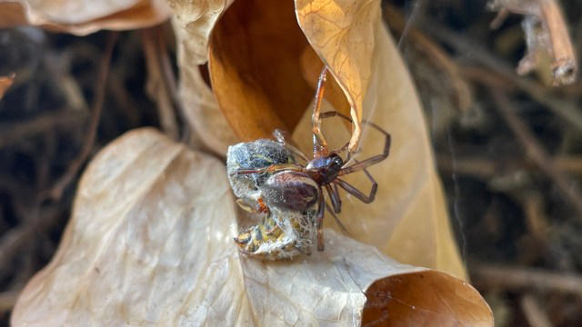 UK woman loses battle to reclaim garden from false widows after bite ...