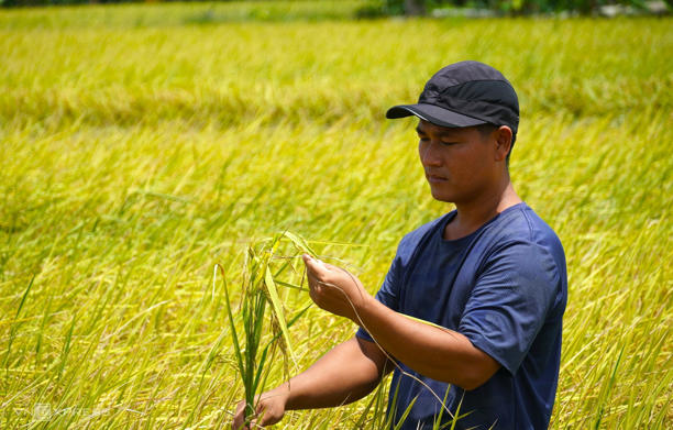 Anh Huỳnh Vũ Ca kiểm tra hạt lúa chuẩn bị thu hoạch. Ảnh: Chúc Ly
