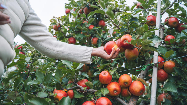 The easy way to tell if the apples in your tree are ripe and ready to pick