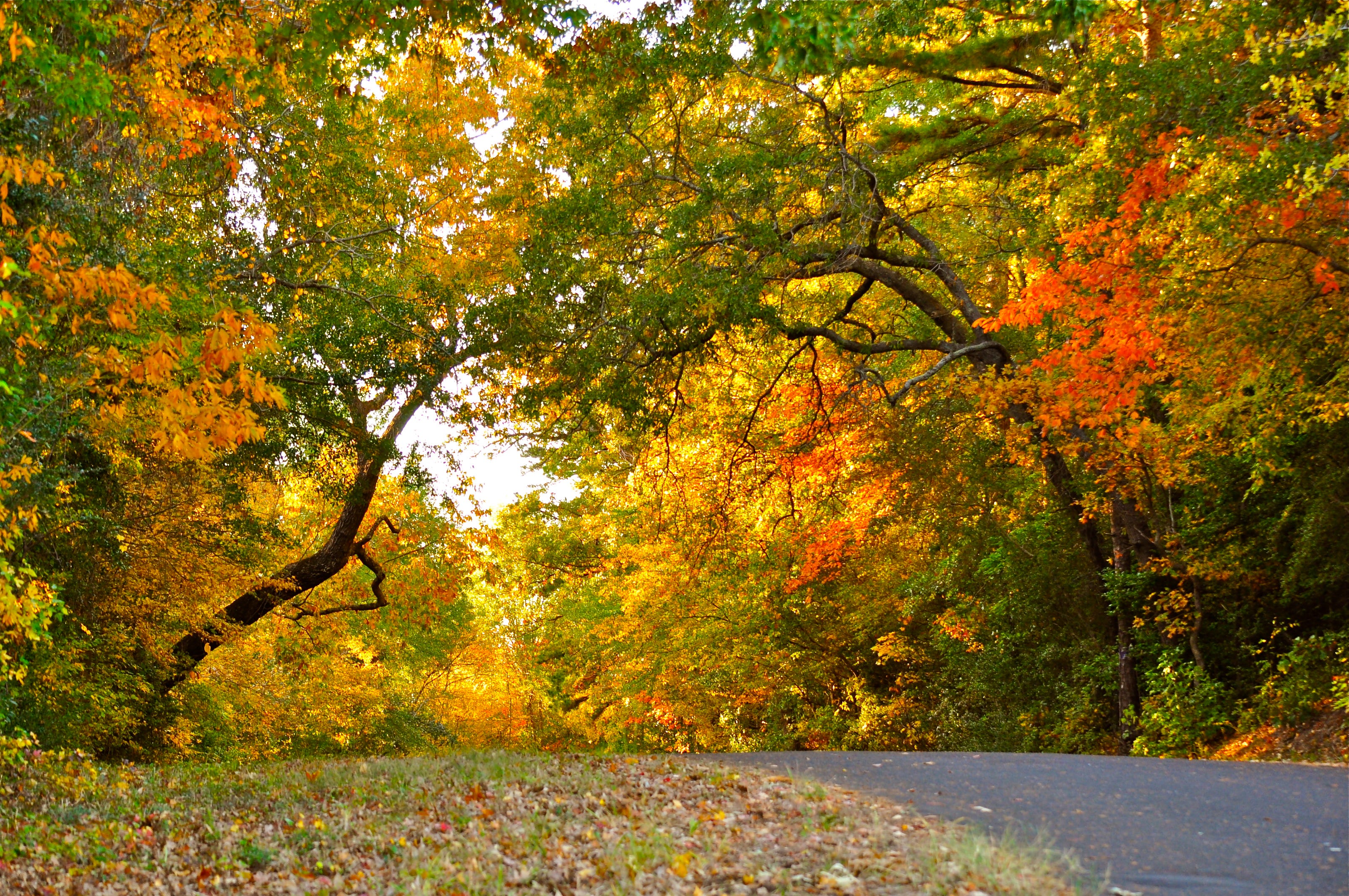 Is today the first day of fall? When autumn starts and leaves change