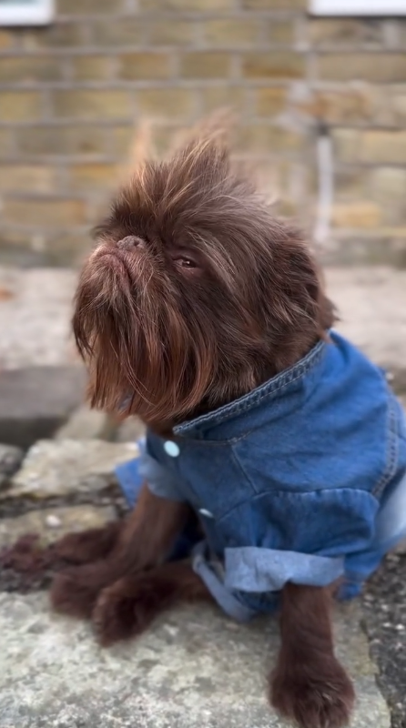 Little wolf dog looks adorable in denim