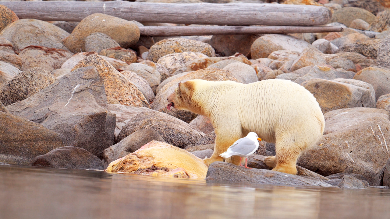 I filmed this bear resting peacefully beside a bird