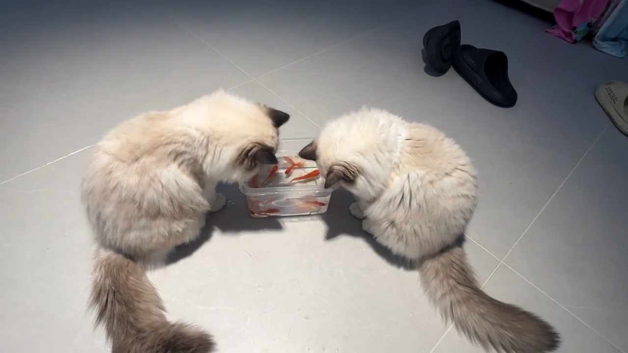 Two Persian cats playfully watch fish in a water container