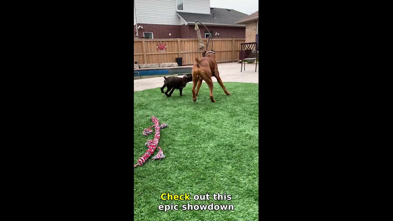 Two boxer dogs play tug-of-war in Dorchester