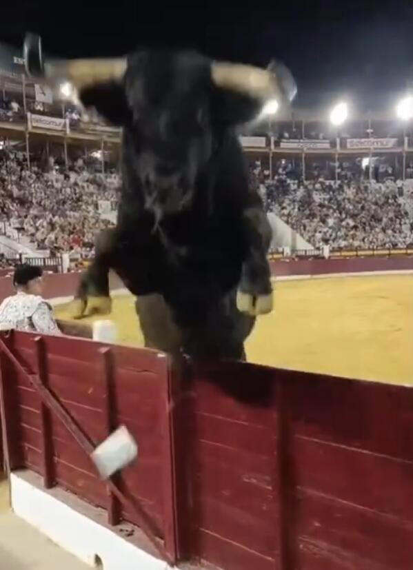 Terrifying moment 1,100-pound bull leaps over barrier and almost gores ...