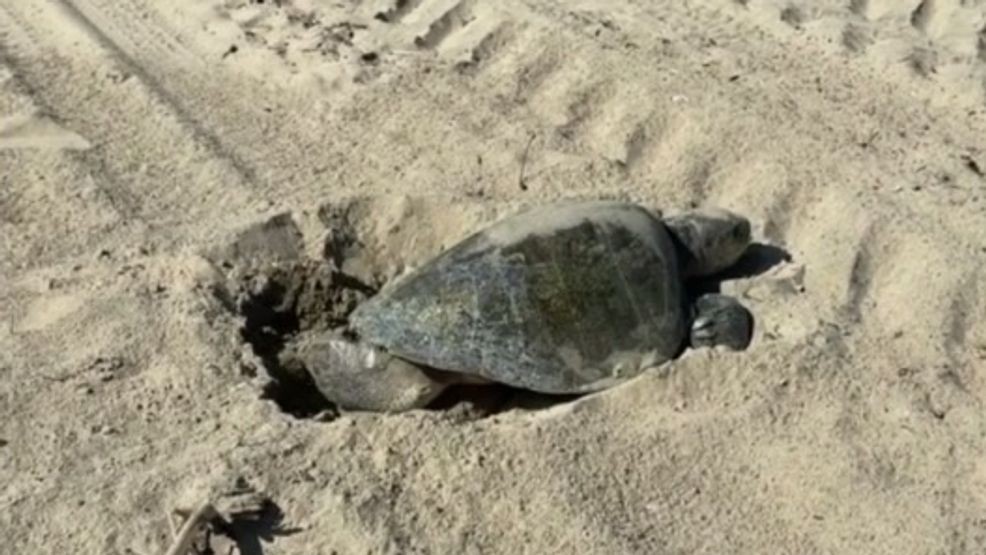 Sea turtle makes West Coast nesting history in Southern California