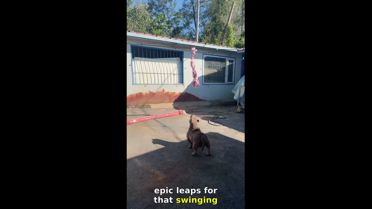 Dog jumps to catch swinging rope toy in Jilin