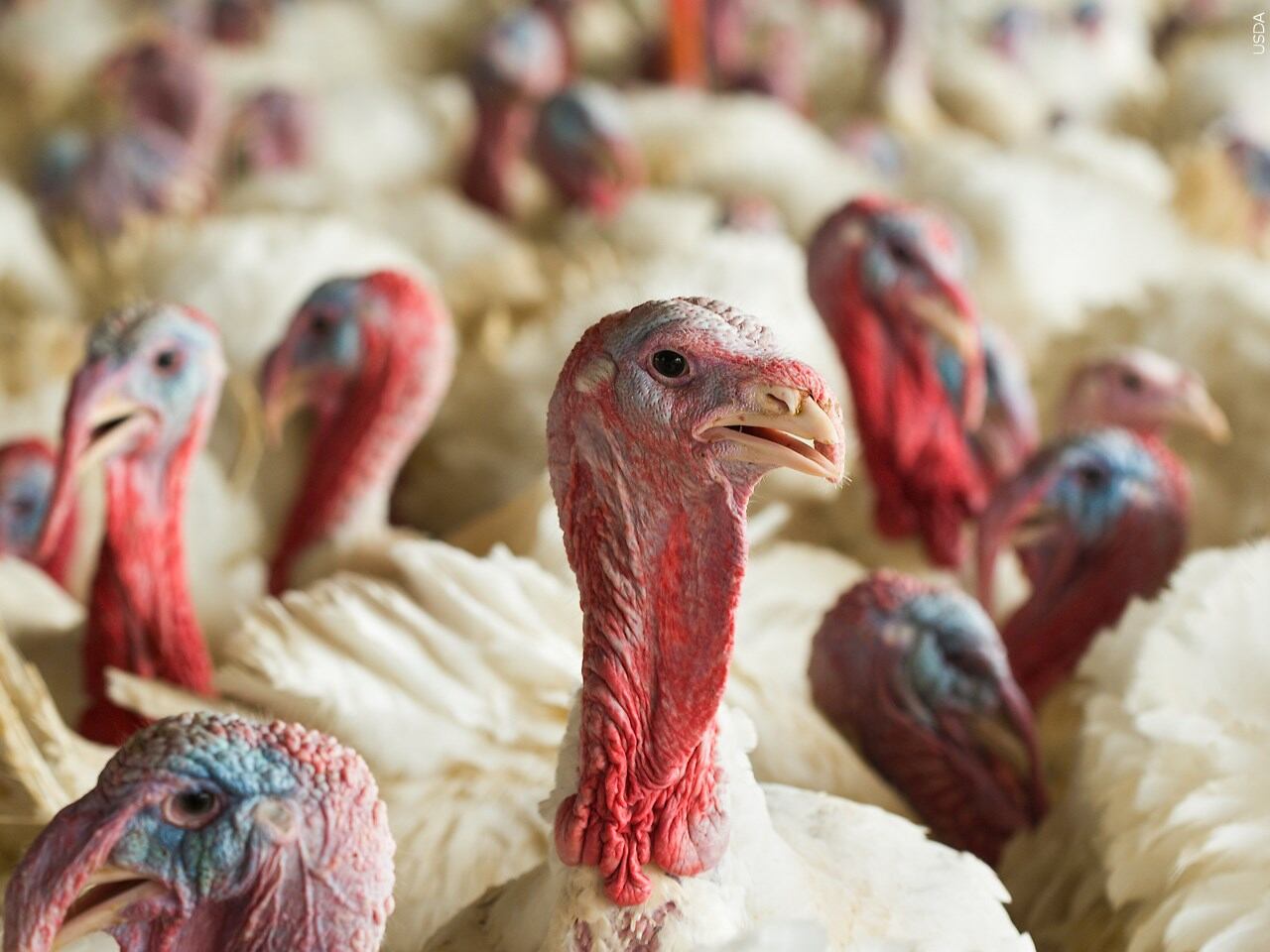 Highly pathogenic avian influenza detected in Boone County backyard flock
