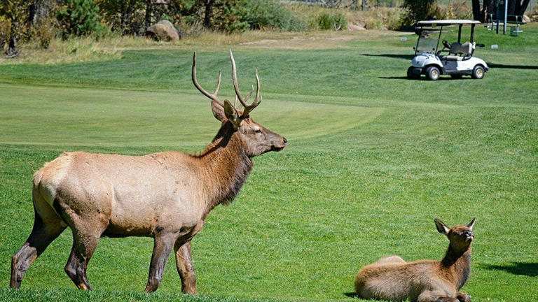 Golfer distracted by 'a nice rack' shanks tee shot in the direction of ...