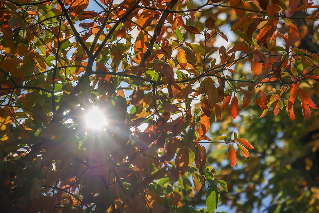 Why do leaves change color in the fall? The science behind nature’s ...