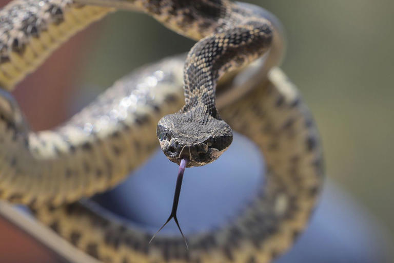 Beachgoers warned after another rattlesnake turns up in the waves at ...