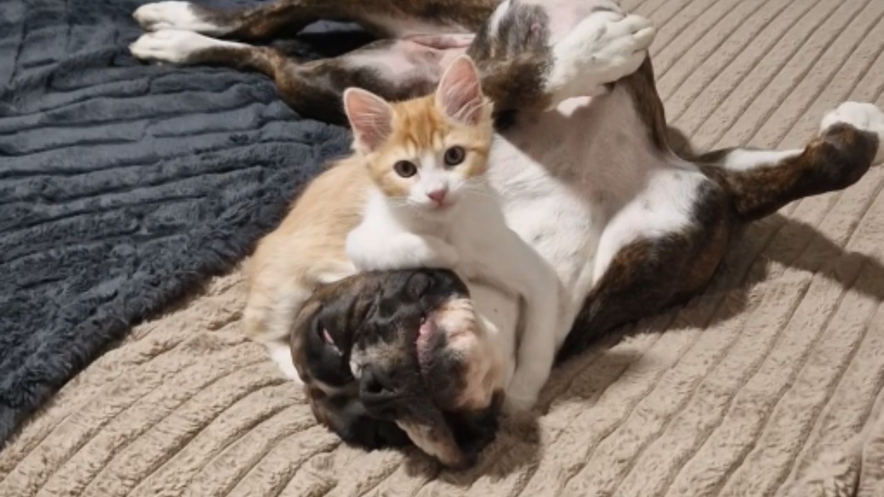 Rescued cat and dog form heartwarming nightly kissing ritual