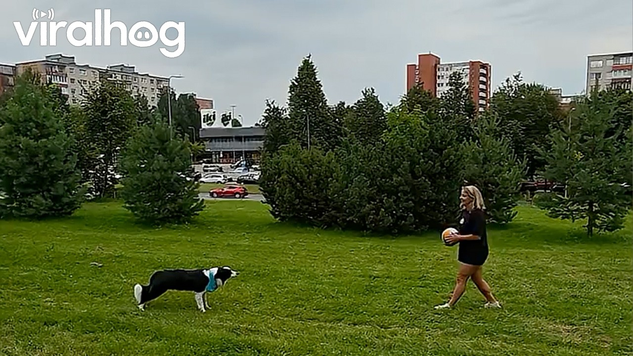 Border collie shows off impressive volleyball skills
