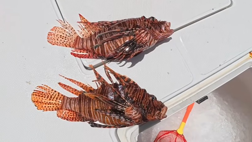 She dove 120 feet to hunt invasive lionfish - then turned them into tacos