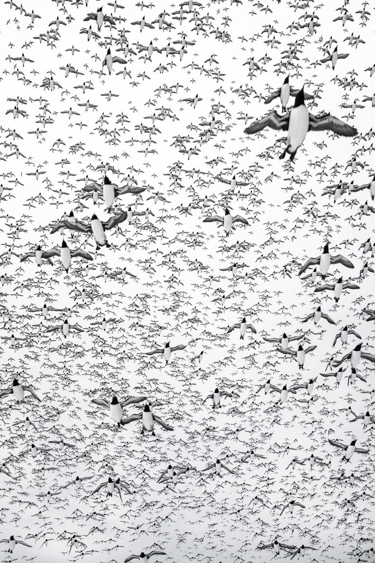 Bird Photographer of the Year 2026 winners: The competition’s best ...