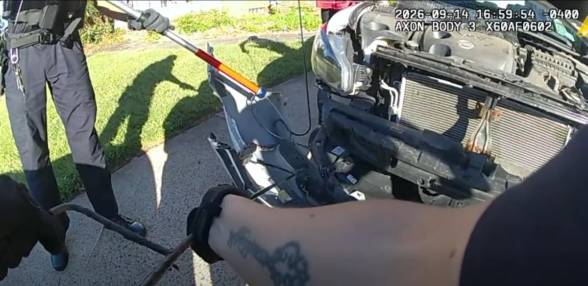 Watch: Ball python rescued from front grille of New Jersey car