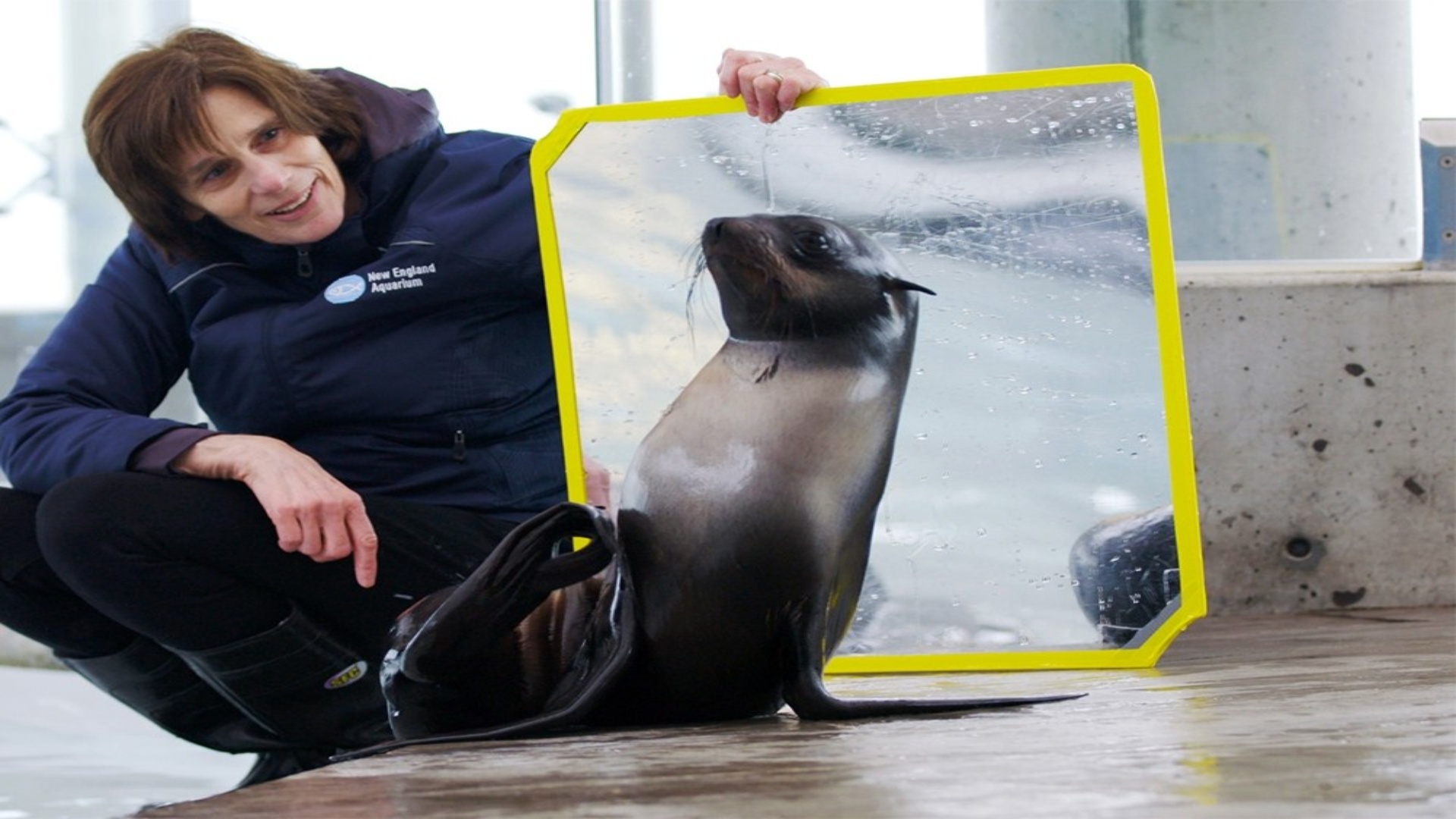 How play is changing marine mammal training at an aquarium