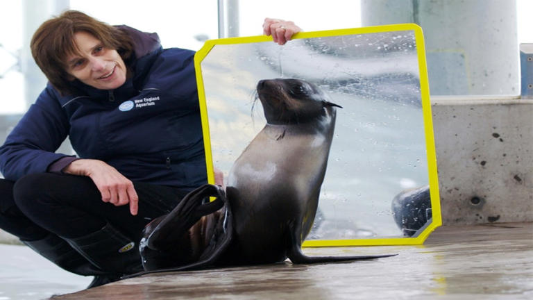 How play is changing marine mammal training at an aquarium