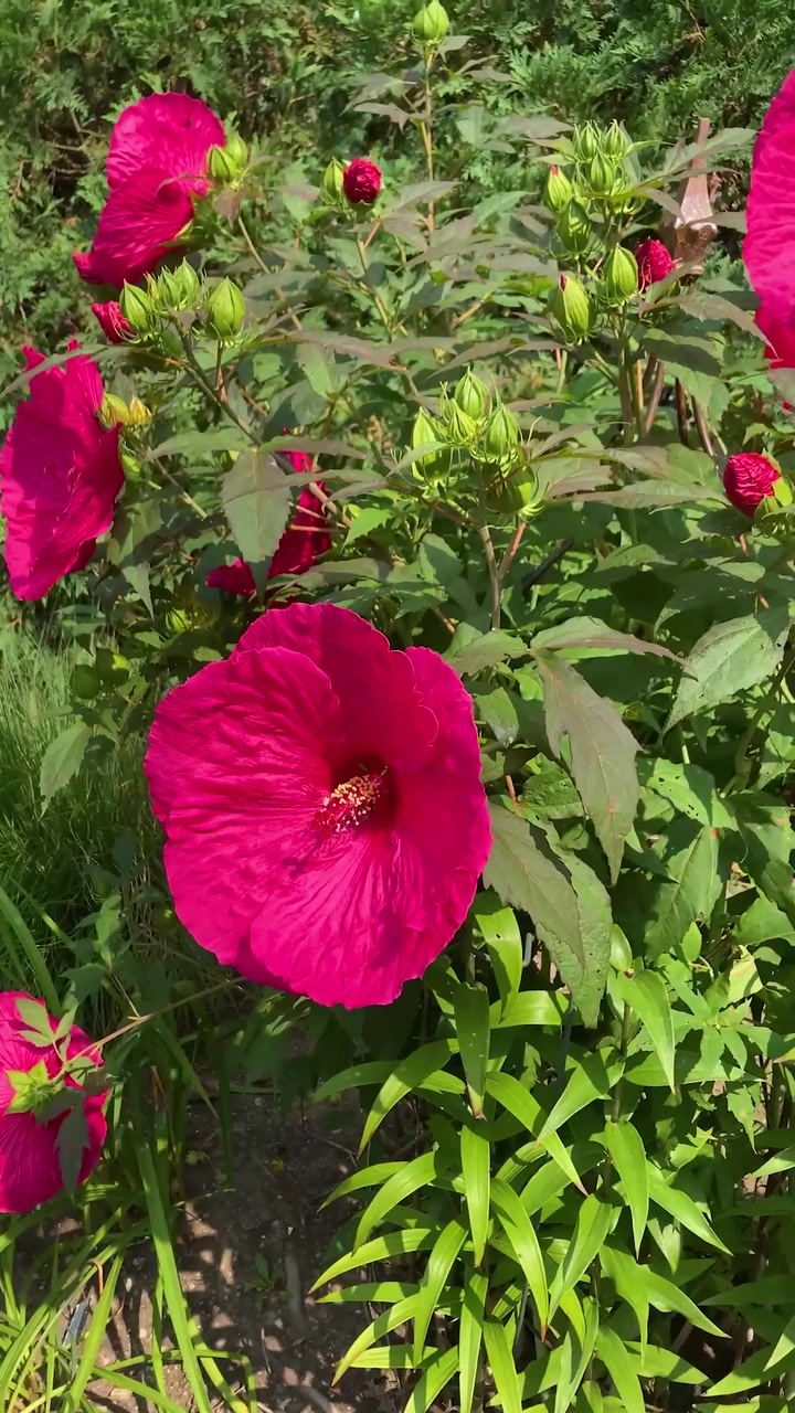 Why you should plant hibiscus