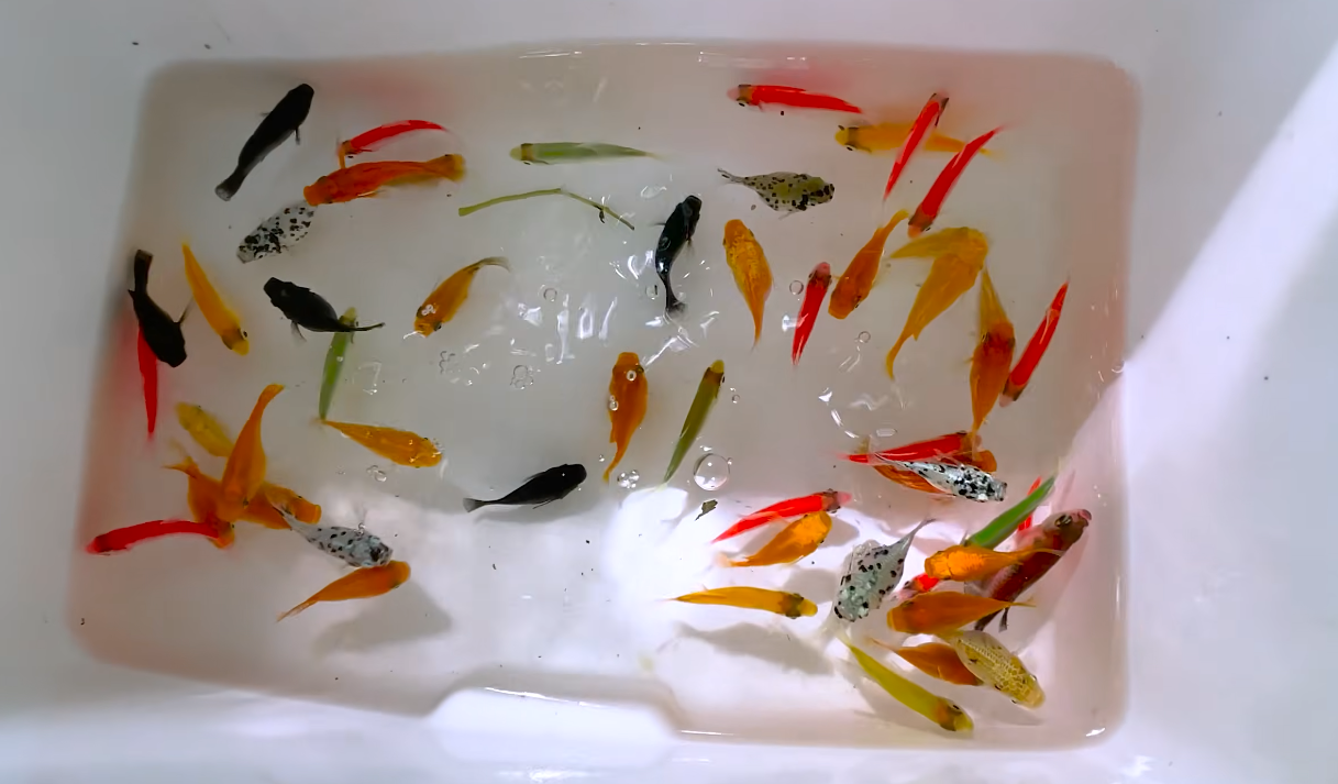 Catch tropical fish in giant colorful eggs, betta fish, discus fish ...