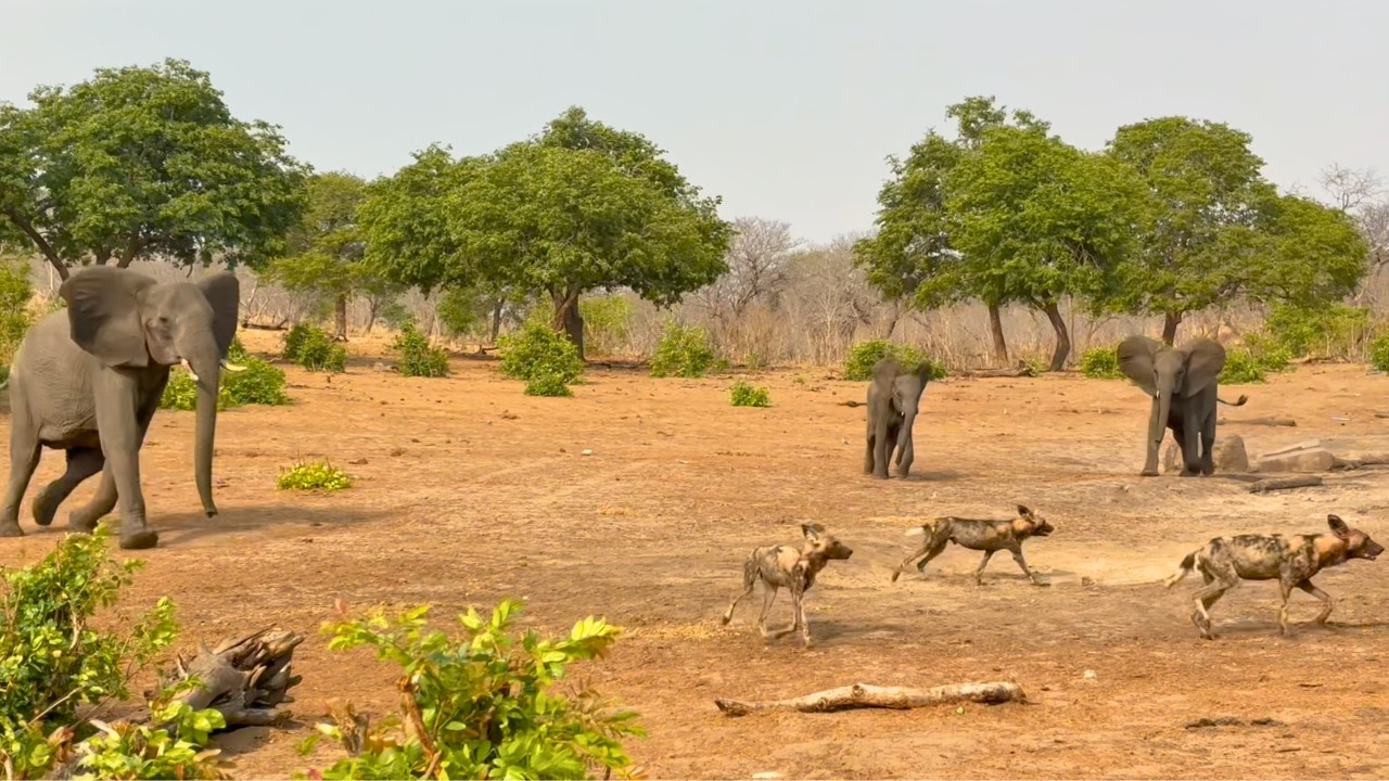 Elephant mum saves calves from 21 dogs
